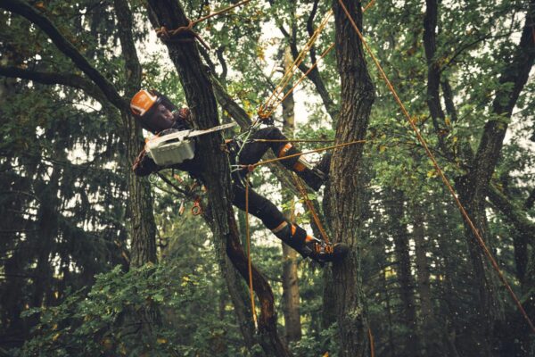 STIHL MSA 190 T Cordless Chainsaw – AP System (Tool Only)